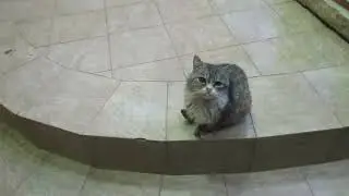 Кормлю КОТИКОВ в Махачкале/Котики в Дербенте/ДАГЕСТАН.