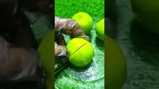 persian lime cutting #lime #foodshorts #citrus #fruit #food #cuttingskils #fruticutting #lemon