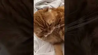 А у нас будут дети 😍🐈 