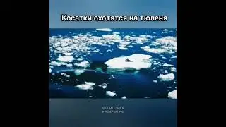 Косатки охотятся на тюленя