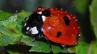 божья коровка