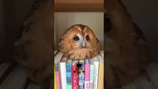 Animals transformation #viral #animalsofyoutube #shorts