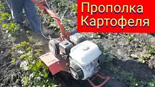 Мотоблок Агат Прополка картофеля мотоблоком.