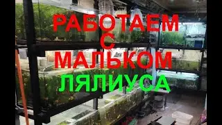 Работа  с мальком лялиуса..