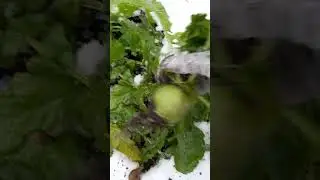 китайская редька