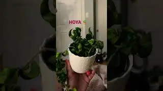 Hoya Hindu Rope! 🪴