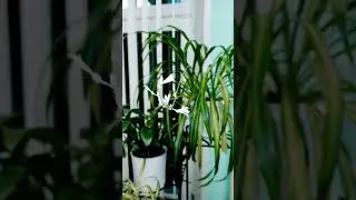 Хлорофитум
