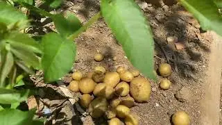 Patatesten Ne Kadar Verim Aldık? #patates #hasat #çiftlik #bahçe #vlog