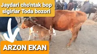 ARZON Toda jaydari Sigir bozori Namangan v. Norin tuman.
