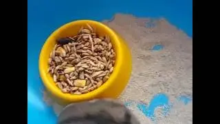 Я по тебе так сильно скучаю (поет лапочка)