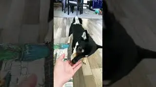 Teaching My Shiba Inu Tricks