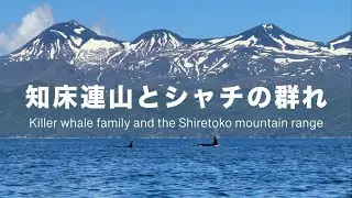 知床連山とシャチの群れ／A family of killer whales in the World Heritage Site of Shiretoko (Rausu)
