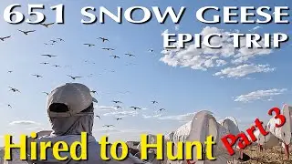651 Snow Geese in 4 Hunts Part 3 #huntongaro @CabelasHunting @divebombsquad @hevishotammo