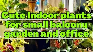 Cute Indoor plants for small balcony garden and office