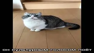 у меня живёт культурная камару🥰🥰🥰🥰 @камару