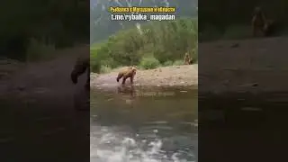 Медведь бросился на лодку рыбаков  Ни хера себе мишка!