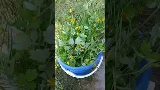 Чистотел от фитофторы. Первая подкормка томатов 
