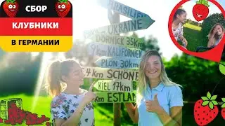 СБОР КЛУБНИКИ В ГЕРМАНИИ [START Работа для студентов в Германии]