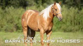 BARN TOUR AND HORSE UPDATE (PART 1)