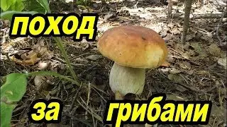 Поход за грибами.В поисках грибов.Mushroom picking.Looking for mushrooms.