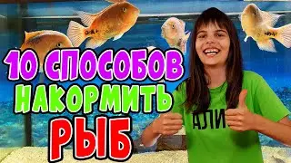10 СПОСОБОВ НАКОРМИТЬ АКВАРИУМНЫХ РЫБОК когда закончился корм