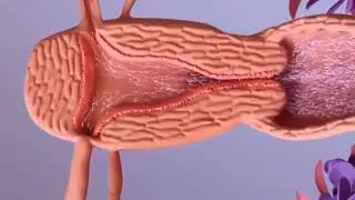 Proses Terjadinya Pembuahan / Fertilisasi / Kehamilan