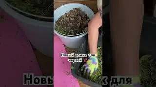 Целое видео будет на канале ❤️🪱 