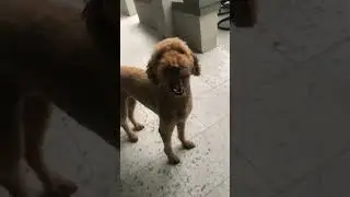 POV: me right now #dog #puppy #cuteness #cute #cutenesss #funny #halloween #shorts #short #doodle