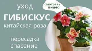 Гибискус 🌺  Пару Слов! Страшные Легенды и Мой Взгляд на Них.     #гибискус #hibiscus #hibiscustea