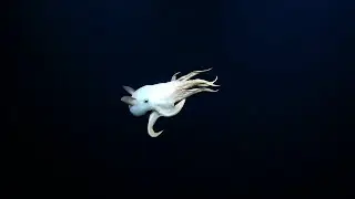 Rare 'Dumbo' octopus hovering in deep-sea dive