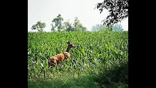 Early summer scouting for whitetails; what can we learn from it?