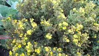Курильский чай