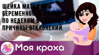 Шейка матки при беременности: нормы длины по неделям в таблице и причины отклонений
