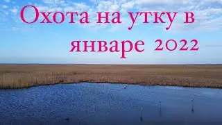 ОХОТА на УТКУ в ПЛАВНЯХ Брюховецкого района ! Январь 2022