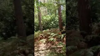 Painting a woodland Grove and ferns en plein air  using black and white acrylics. Time lapsevidio