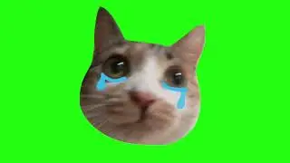 ✔️GREEN SCREEN EFFECTS: sad cat crying vibe