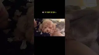 대화보다는 간식인 복떠니🐶