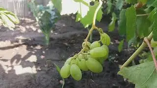 🍇Виноград дозріває