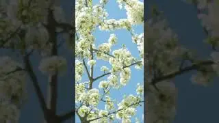 Весна !