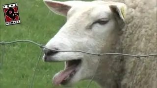 Pure Pwnage episode 11 - 
