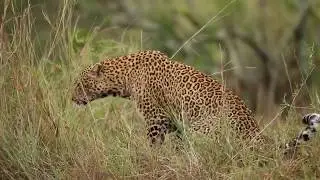 Leopard Cleaning Itself in Kenya