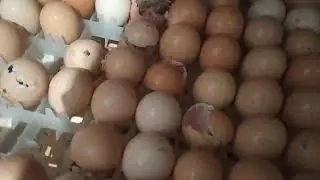 Жуздеген балапанды калай куткардым...👌👌👌👌👍👍👍👍👍
