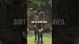 Twin Calves