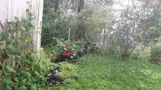 Tonttini rakeita