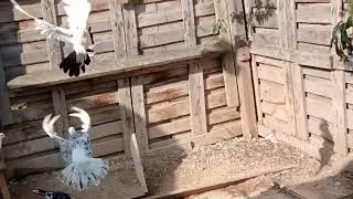 Рискуем но гоняем голубей.