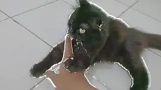 playing with my balck cat