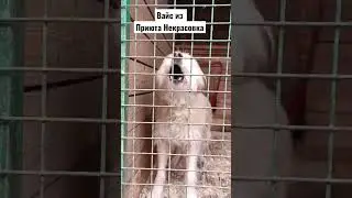 Москва и Мо. Классный пёс в добрые руки!! Приют Некрасовка.