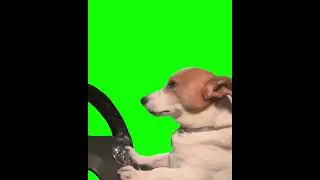 Dog Driving Car meme (Green Screen Memes) 🟢