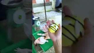 1 đồng ăn gì? p185 #shorts #tiktok #foryou #comedy #funny #langlieu