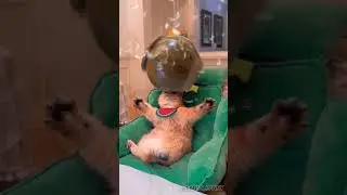 cat and chicken🤣🤣🤣 #cat #chicken #animals #смешноевидео